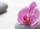 body massage in Amritsar lawrence road home service price