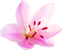 amritsar lawrence road full body massage parlour