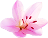 Nuru massage in Amritsar lawrence road