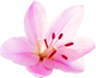 sandwich massage in Amritsar lawrence road