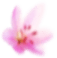 Best body massage parlour amritsar lawrence road